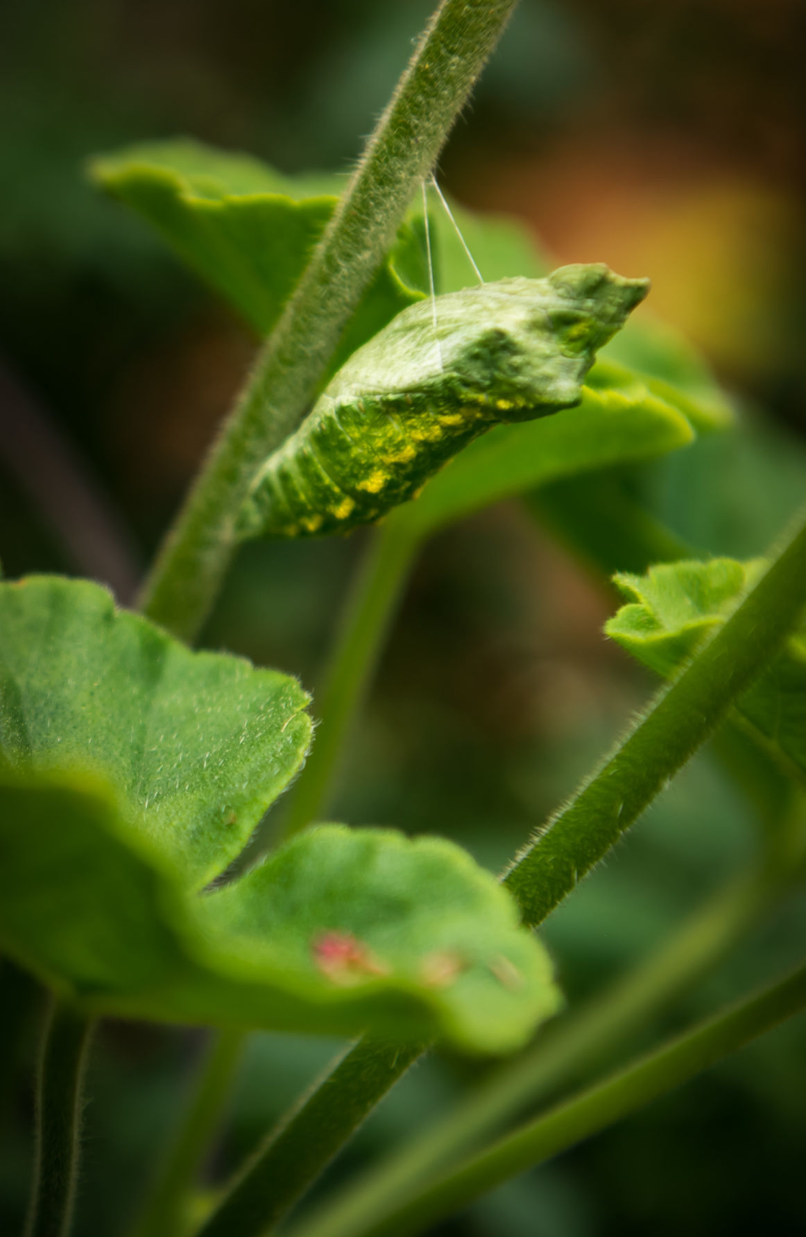 Lisa Swarthout's Garden
